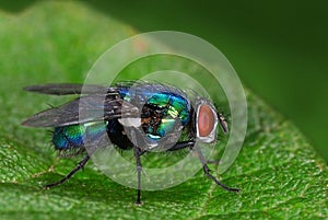 Green bottle-fly (Lucilia)