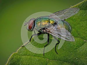 Green Bottle Fly (Lucilia sericata) on Leaf