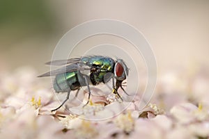 Green Bottle Fly Phaenicia sericata on Achillea