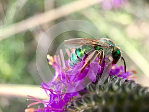 Green Bottle Fly Pollinating Purple Prairie Clover