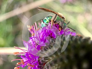 Green Bottle Fly Pollinating Purple Prairie Clover