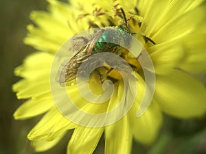 Green Bottle Fly Pollinating Yellow Texas Dandelion