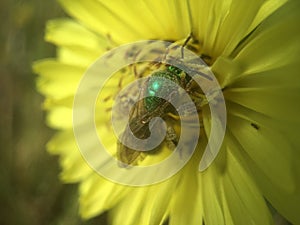 Green Bottle Fly Pollinating Yellow Texas Dandelion