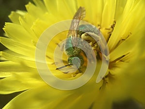 Green Bottle Fly Pollinating Yellow Texas Dandelion