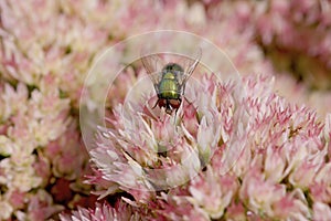 Green Bottle Fly  804363