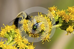 Green Bottle Fly  602747