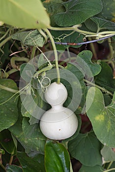 Green bottle gourd