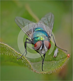Green Bottle (Lucilia sericata) Fly on Leaf
