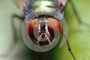 Green Bottlefly Portrait