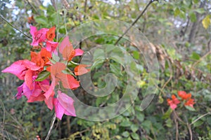 Green Bougainvillea plant with flowers