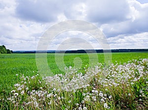 Green boundless field