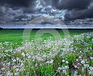 Green boundless field