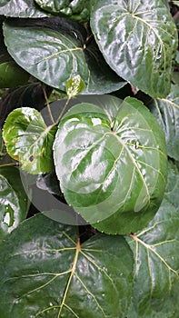 Green bowl leaves look dazzled by the light and neatly arranged