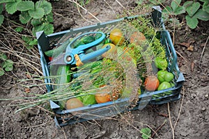 Green box lying on ground with fresh tomatoes, zucchini, dill and cucumbers