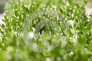 Green boxwood growing thickly in the garden