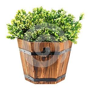 Green boxwood pick in wood bucket