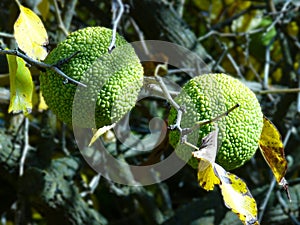 Green Brains hanging on a Hedge Apple Tree