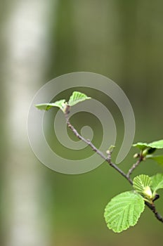 Green branch of alders photo