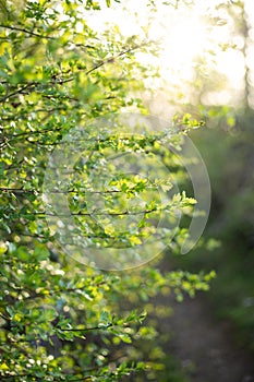 Green branch with backlight in summer in detail
