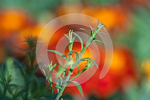 Green branch with bud of Tagetes patula â€“ Marigold flower closeup against bright flowering background with fall colors