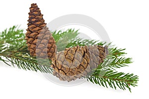 Green branch of a Christmas tree with cones isolated on a white background