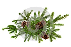 Green branch of Christmas tree with pine cones isolated on white