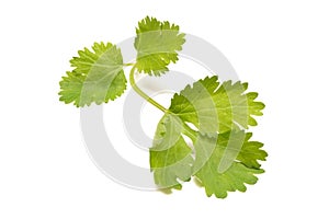 Green branch of cilantro