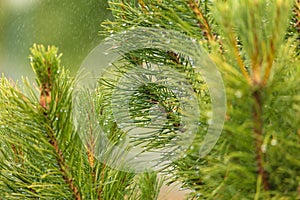 Green branch of a coniferous tree in raindrops