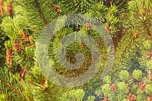 Green branch of a coniferous tree in raindrops