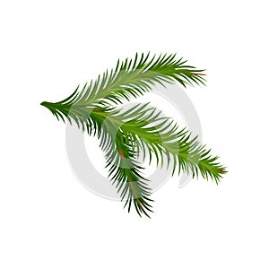 Green branch of fir or pine tree. Natural element. Christmas plant. Botany and flora theme. Flat vector icon
