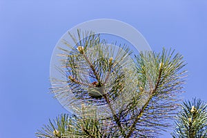 Green branch of fir or spruce with a pine cone close-up