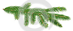 Green branch of fir tree isolated on white background