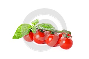 Green branch with fresh cherry tomatoes and basil isolated on white background