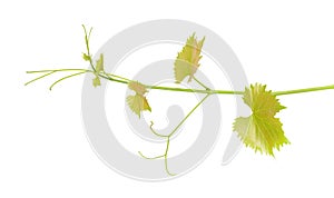 Green branch of grape vine isolated white background. Sprig with leaves of grapevine.