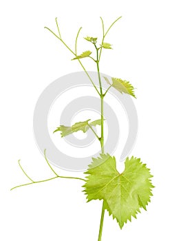 Green branch of grape vine isolated white background. Sprig with leaves of grapevine.