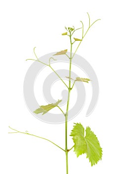 Green branch of grape vine isolated white background. Sprig with leaves of grapevine.