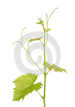 Green branch of grape vine isolated white background. Sprig with leaves of grapevine.