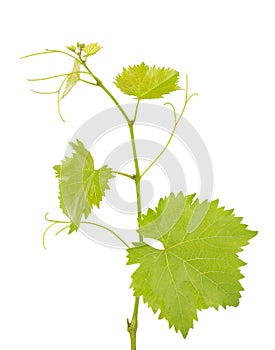 Green branch of grape vine isolated white background. Spring with leaves of grape vine
