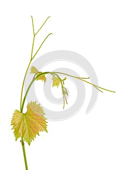 Green branch of grape vine isolated white background. Spring with leaves of grape vine