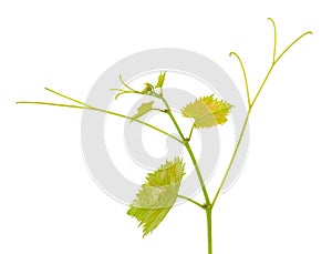 Green branch of grape vine isolated white background. Spring with leaves of grape vine