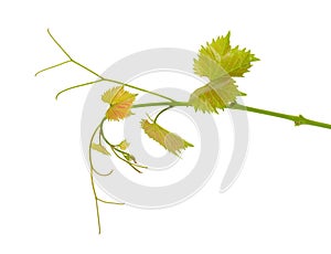 Green branch of grape vine isolated white background. Spring with leaves of grape vine