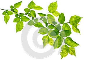 Green branch isolated