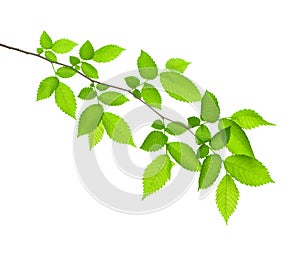 Green branch isolated