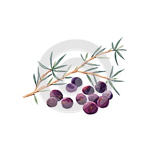 Green branch of juniper and dry berries spice.  Juniper set isolated on white background.  Watercolor illustration