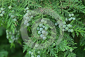 A green branch of Lawson\'s cypress blooming in the summer garden