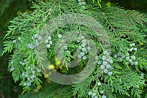 A green branch of Lawson\'s cypress blooming in the summer garden