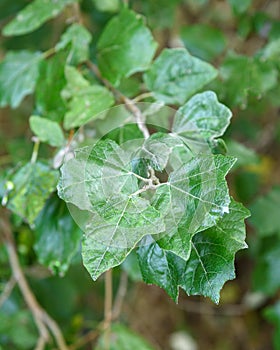 Green branch with leaves of Populus alba