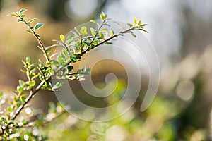 Green branch with leaves from the shrub