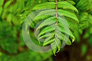 Green branch of a mountain ash