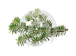 Green branch of Nordman fir Abies Nordmanniana isolated on white photo